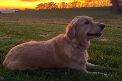 Maggie-Sunset Valley Farms Golden